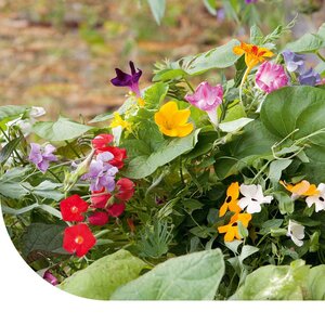 MRS Seeds & Mixtures Mélange de plantes grimpantes