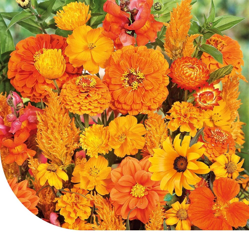 Fleurs d'été Mélange de nuances d'orange Fleurs d'été Mélange de nuances d'orange