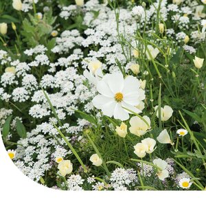 MRS Seeds & Mixtures Fleurs d'été Mélange de teintes blanches