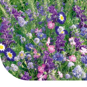 MRS Seeds & Mixtures Fleurs d'été - Mélange de teintes bleues