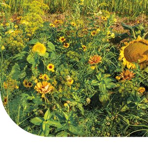 MRS Seeds & Mixtures Fleurs d'été - Mélange de teintes jaunes