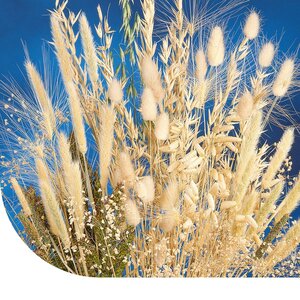 MRS Seeds & Mixtures Graminées ornementales