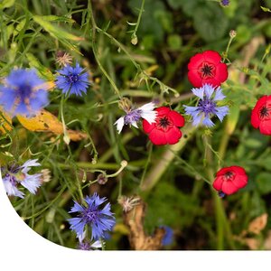 MRS Seeds & Mixtures Mélange de fleurs pour oiseaux