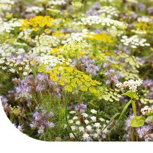 MRS Seeds & Mixtures Mélange de fleurs pour attirer les insectes bénéfiques