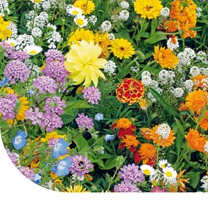 MRS Seeds & Mixtures Mélange de fleurs faible pour abeilles - annuelles et vivaces MRS Seeds & Mixtures Mélange de fleurs faible pour abeilles - annuelles et vivaces