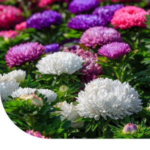 MRS Seeds & Mixtures Aster d'été 'American bush' - mixte MRS Seeds & Mixtures Aster d'été 'American bush' - mixte