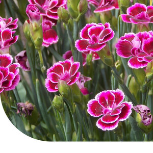 MRS Seeds & Mixtures Œillet commun - Dianthus caryophyllus
