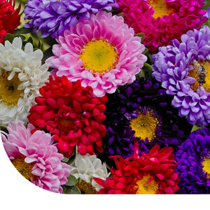 MRS Seeds & Mixtures Aster nain - Callistephus chinensis MRS Seeds & Mixtures Aster nain - Callistephus chinensis