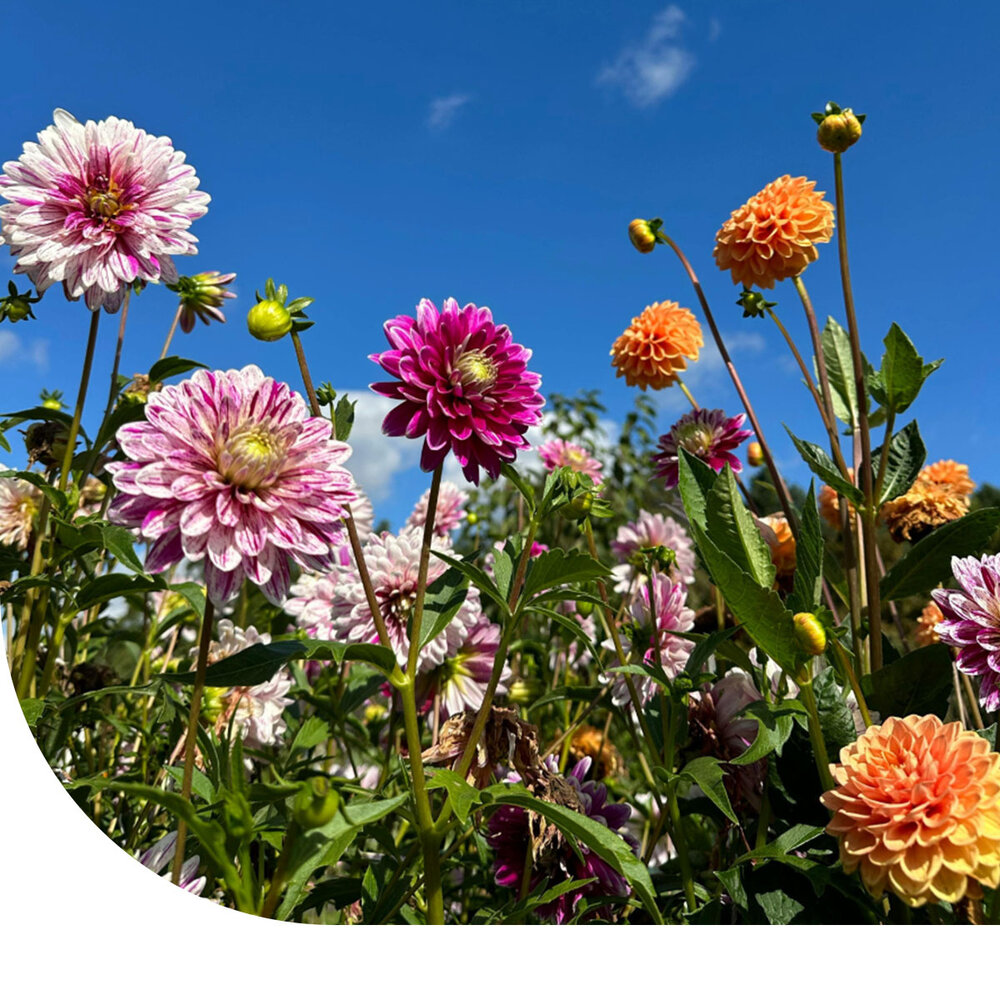 Dahlia Variabilis - Rigoletto mixte Dahlia Variabilis - Rigoletto mixte