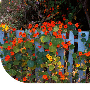MRS Seeds & Mixtures Oost-Indische kers 'Whirlybird Mix' - Tropaeolum majus nanum