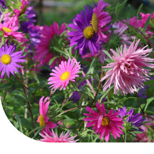 MRS Seeds & Mixtures Aster radieux - Callistephus chinensis