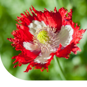MRS Seeds & Mixtures Pavot somnifère 'Danish Flag' - Papaver somniferum