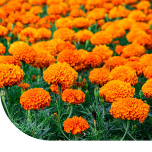MRS Seeds & Mixtures Tagetes - 'Sunset Giants'