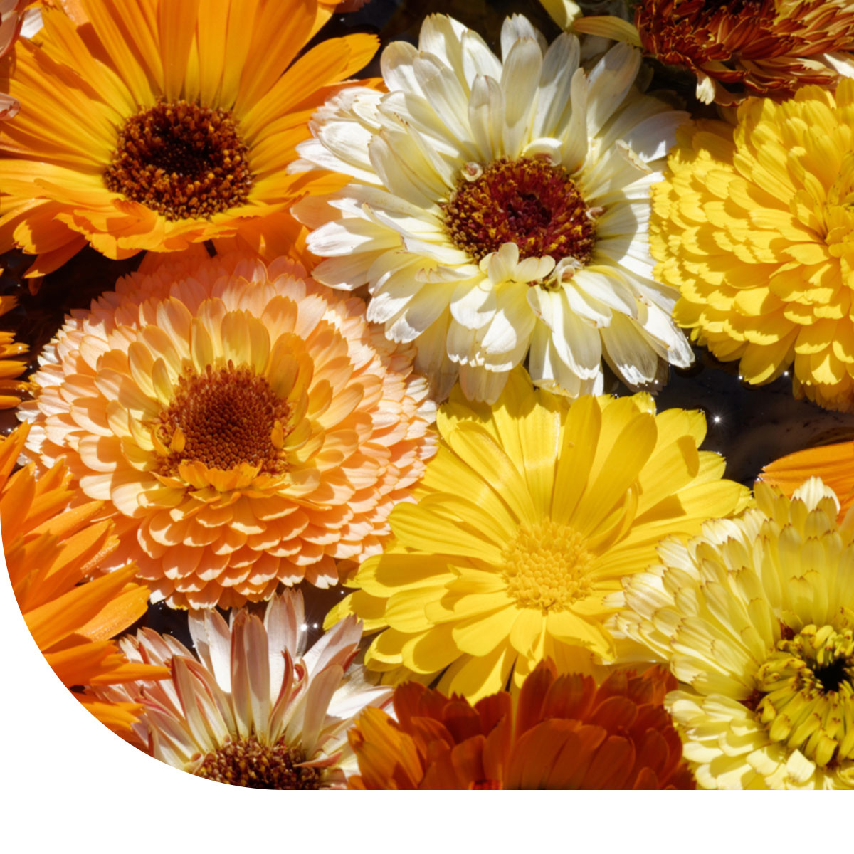 Bracelet De Montre Pacific Time 10003 - Mixte - En Nylon, Sangle