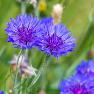 MRS Seeds & Mixtures Bleuet - Centaurea cyanus