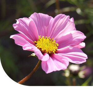 MRS Seeds & Mixtures Cosmos Bipenné 'Daydream' - Cosmos bipinnatus