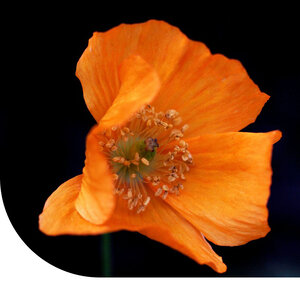 MRS Seeds & Mixtures  Pavot de Californie mixte - Eschscholzia californica