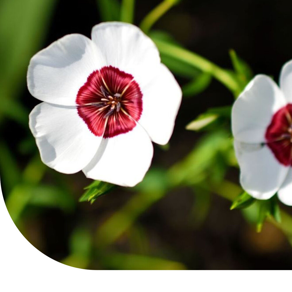 Lin rouge 'Bright Eyes' - Linum grandiflorum Lin rouge 'Bright Eyes' - Linum grandiflorum