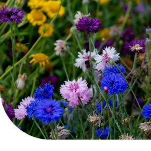 MRS Seeds & Mixtures Bleuet d'empereur - Centaurea moschata imperialis MRS Seeds & Mixtures Bleuet d'empereur - Centaurea moschata imperialis