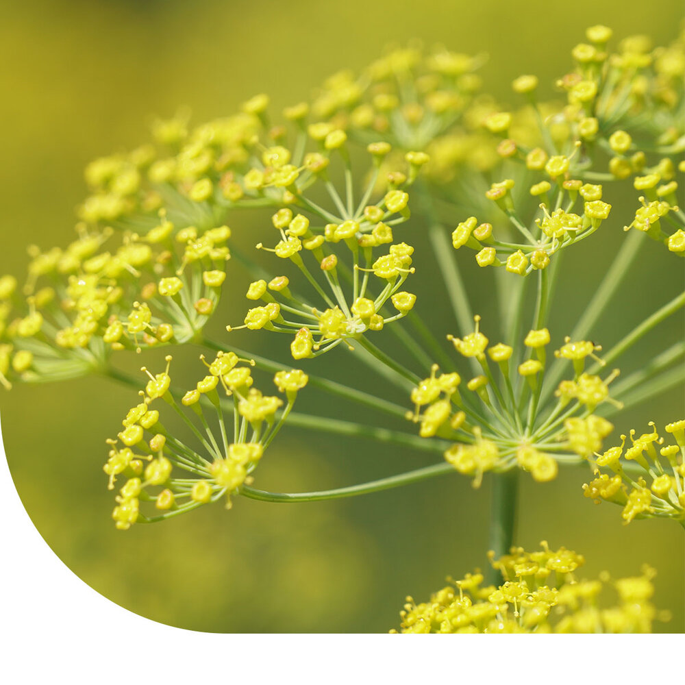 Fenouil 'Fino' - Foeniculum vulgare Fenouil 'Fino' - Foeniculum vulgare