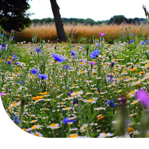 MRS Seeds & Mixtures Mélange prairie sauvage basse - annuelles et vivaces