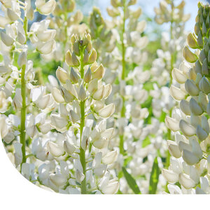 Ten Have Lupin bleu doux - Lupinus angustifolius