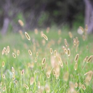 MRS Seeds & Mixtures Fléole des prés - Phleum pratense
