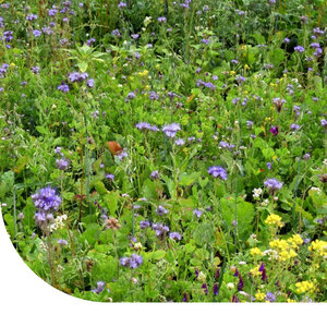 Lord Mélange de prairies sauvages nordiques Lord Mélange de prairies sauvages nordiques