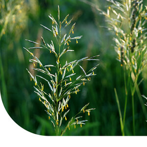 MRS Seeds & Mixtures Fétuque des prés - Festuca pratensis