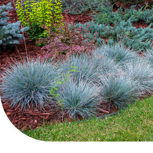 MRS Seeds & Mixtures Fétuque bleue - Festuca ovina cinerea