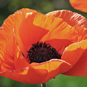 MRS Seeds & Mixtures Mélange de fleurs d'abeilles Brandebourg