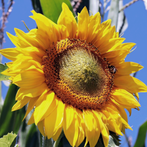 MRS Seeds & Mixtures Mélange de fleurs d'abeilles Brandebourg