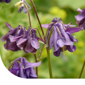 MRS Seeds & Mixtures Ancolie - Aquilegia vulgaris