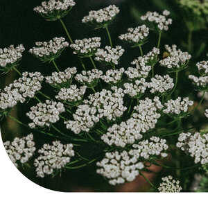 MRS Seeds & Mixtures Anis - Pimpinella anisum