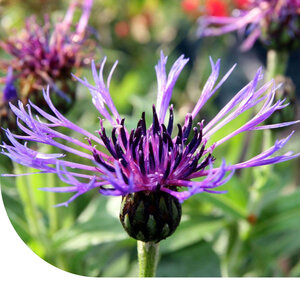 MRS Seeds & Mixtures Bleuet des montagnes - Centaurea montana