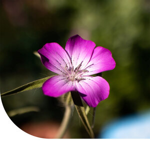 MRS Seeds & Mixtures Nielle des blés - Agrostemma Githago Milas