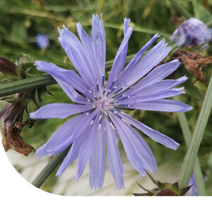 MRS Seeds & Mixtures Cichorium - Selvatico da campo
