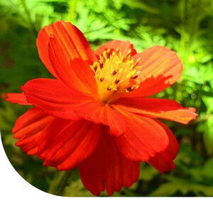 MRS Seeds & Mixtures Cosmos sulphureus ‘Sunny Red’