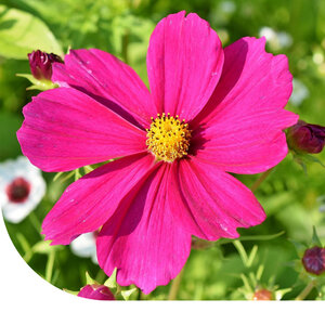 MRS Seeds & Mixtures Cosmos bipenné 'Dazzler'
