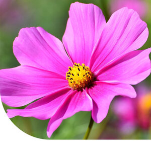 MRS Seeds & Mixtures Cosmos bipenné 'Pinkie'