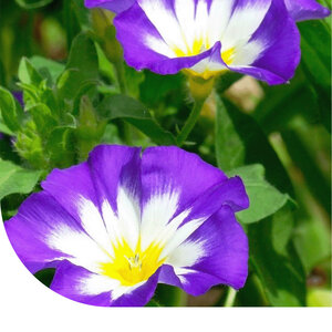 MRS Seeds & Mixtures Belle-de-jour - Convolvulus Tricolor