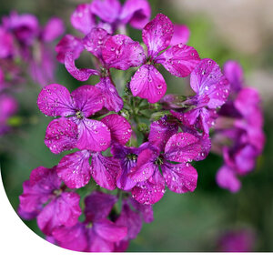 MRS Seeds & Mixtures Julienne des dames - Hesperis matronalis