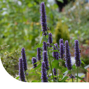 MRS Seeds & Mixtures Agastaches - Agastache foeniculum
