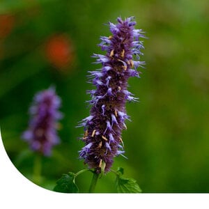 MRS Seeds & Mixtures Agastache Mexicana 'Blue'