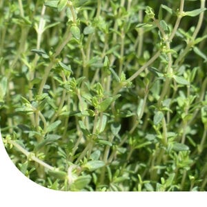MRS Seeds & Mixtures Thym commun - Thymus vulgaris