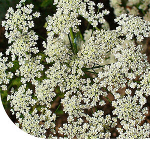 MRS Seeds & Mixtures Visagna daucoides 'The Giant' - Ammi visnaga MRS Seeds & Mixtures Visagna daucoides 'The Giant' - Ammi visnaga
