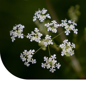 MRS Seeds & Mixtures Cerfeuil  sauvage - Anthriscus sylvestris