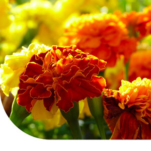 MRS Seeds & Mixtures Tagetes patula nana - mixte