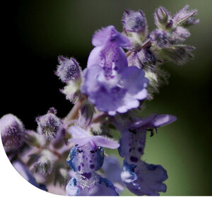 MRS Seeds & Mixtures Nepeta racemosa - Nepeta mussinii