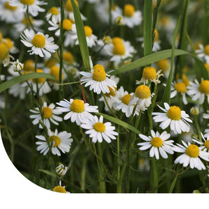 MRS Seeds & Mixtures Camomille sauvage - Matricaria chamomilla